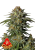 Semillas de Marihuana Fast Buds GG4 Sherbet FF