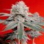 Silent Seeds Seminte clasice de canabis OG Kush feminizate
