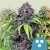 Royal Queen Seeds Kanepiseemnete CBD segu