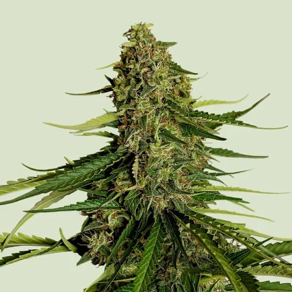 Royal Queen Seeds Semillas de cannabis Gaia F1 Auto
