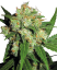 Sensi Seeds Seminte de canabis Sensi Skunk® feminizate, 3-25 buc