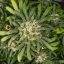 Royal Queen Seeds Seminte de canabis Biscuiti Gelato Auto