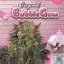 T.H.Seeds™ Cannabisfrø Bubblegum, 6+1 specialpakke, feminiseret