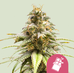 Royal Queen Seeds Seminte de canabis Chocolate Haze feminizate