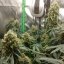 Silent Seeds Classic Cannabis Seeds Critical + 2.0 Femminizzati