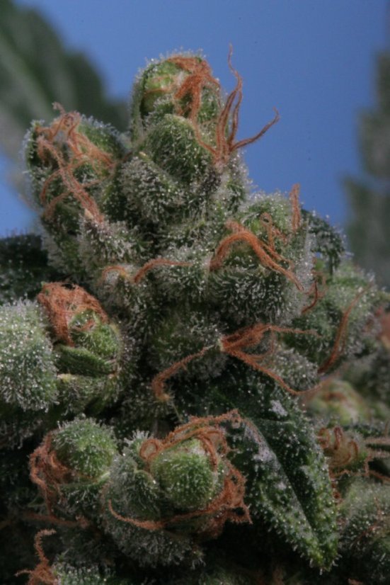 T.H.Seeds™ Cannabisfrø SAGE™'n Sour, 5+1 pakke, almindelig