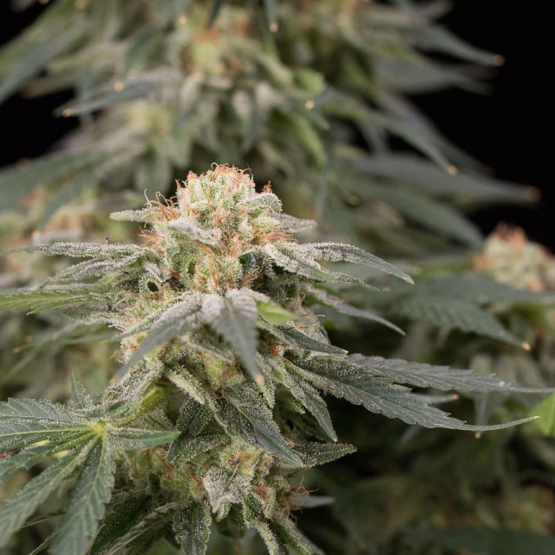 Silent Seeds Seminte de Canabis Lemon Tree Fast By Lemon Tree Feminizate