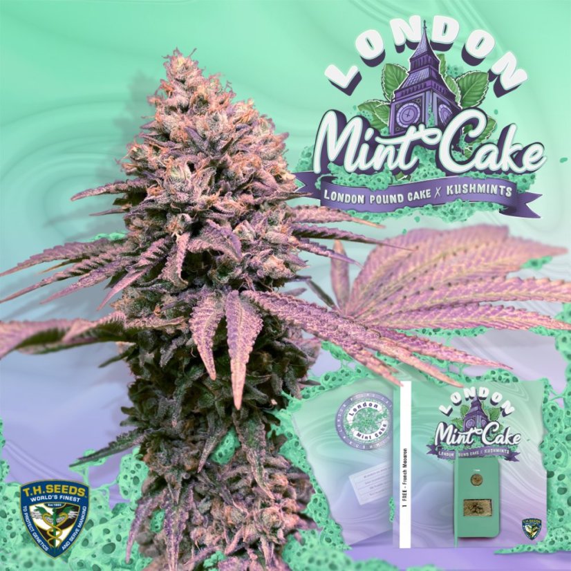 T.H.Seeds™ Seminte de canabis London Mint Cake, 6+1 pachet special, feminizat