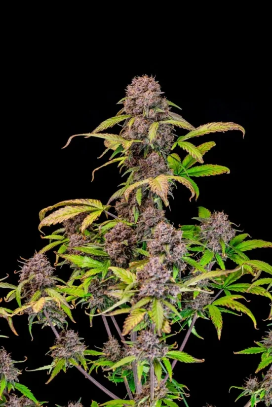 Fast Buds Cannabis Seeds Lemon Cherry Cookies Auto