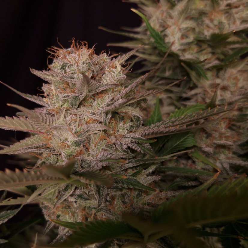 Doctor´s Choice Graines Chronic Fast F1 BX Régulières
