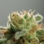 Silent Seeds Seminte de Canabis Lemon Tree Fast By Lemon Tree Feminizate