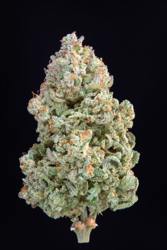 Semințe de canabis Fast Buds Afghan Kush Auto