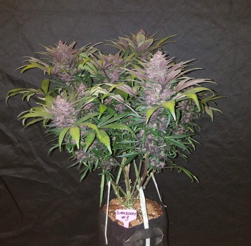 Fast Buds Cannabis Seeds Blackberry Auto