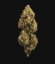 Royal Queen Seeds Seminte de canabis Sweet Skunk Auto