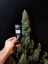 Fast Buds Sjemenke konoplje Sour Diesel Auto