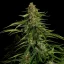 Royal Queen Seeds Semillas de cannabis Gaia F1 Auto