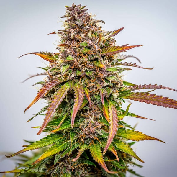 Royal Queen Seeds Semințe de canabis Bubble Kush Auto