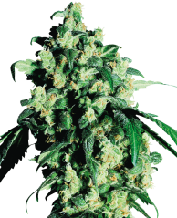 Sensi Seeds Seminte de canabis Super Skunk® feminizate, 3-25 buc