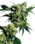 Sensi Seeds Semințe de canabis Mr Nice G13 X Hash Plant® Regular, 10 buc.