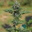 Royal Queen Seeds Seminte de canabis Royal Gorilla Auto