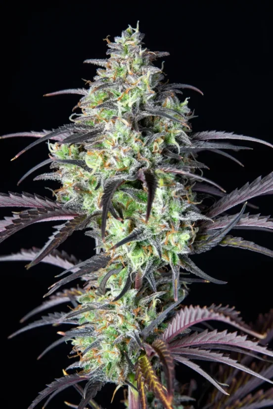 Fast Buds Cannabis Seeds Mimosa Cake Auto