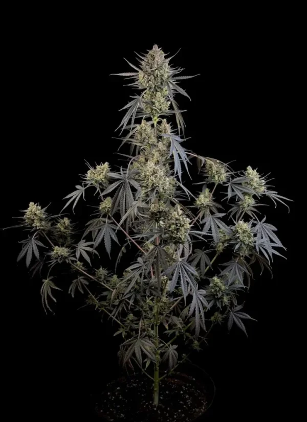 Fast Buds Насіння канабісу Pound Cake Auto