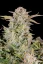 Fast Buds Cannabis Seeds Bruce Banner Auto