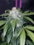 Fast Buds Sjemenke konoplje Tangie Auto