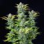 Royal Queen Seeds Semințe de canabis Quick One Auto