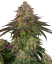 Sensi Seeds Seminte de canabis Sweet Cherry Kush® feminizate, 3-10 buc.