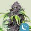 Royal Queen Seeds Cannabis Seeds Purplematic Auto (korkea CBD)