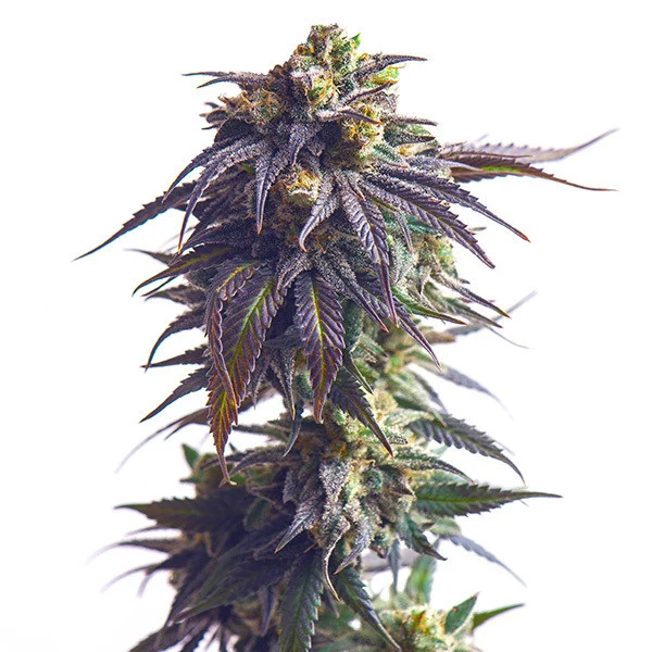 Royal Queen Seeds Seminte de canabis Sundae Driver feminizate