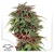 Dutch Passion Kanepiseemned Durban Poison® Feminized