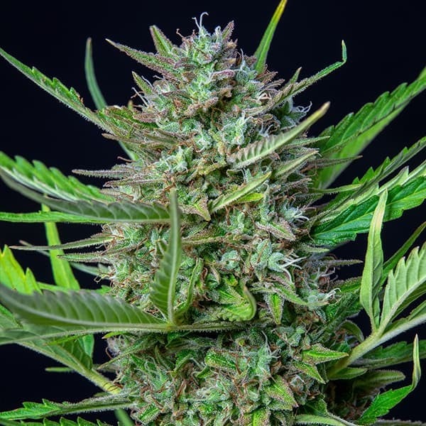 Royal Queen Seeds Seminte de canabis Mimosa Auto