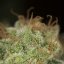 Silent Seeds Seminte de Canabis Lemon Tree Fast By Lemon Tree Feminizate