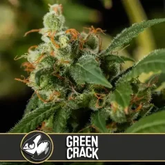 Blimburn Seeds Cannabis Seeds Green Crack Nőiesített