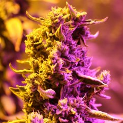 Doctor´s Choice Seeds Doctor's Choice #1 Auto Feminizate