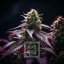Blimburn Seeds Feminizované semená kanabisu Sirius Black