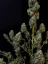 Fast Buds Sjemenke konoplje Sour Diesel Auto