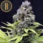 Blimburn Seeds Семена от канабис Critical Auto