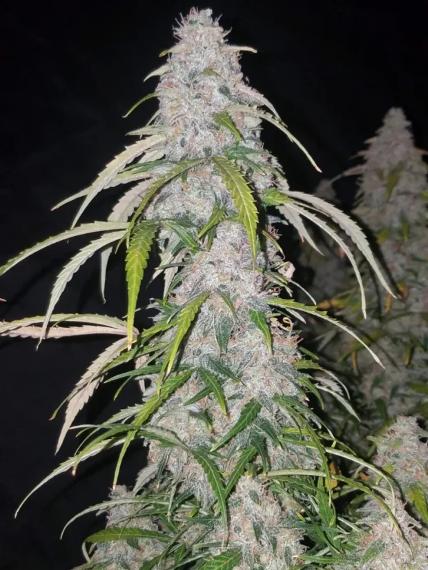 Semințe de Cannabis Fast Buds Six Shooter Auto