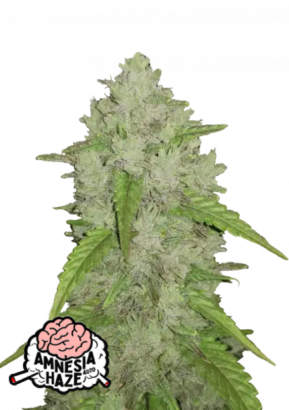 Fast Buds Cannabis Seeds Amnesia Haze Auto
