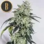 Blimburn Seeds Semi di Cannabis OG Kush Femminizzati