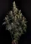 Fast Buds Sjemenke konoplje Amnesia Haze Auto