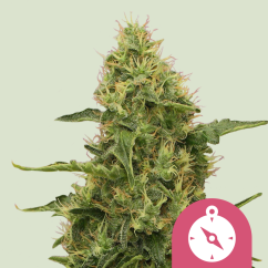Royal Queen Seeds Насіння коноплі Northern Light Feminized
