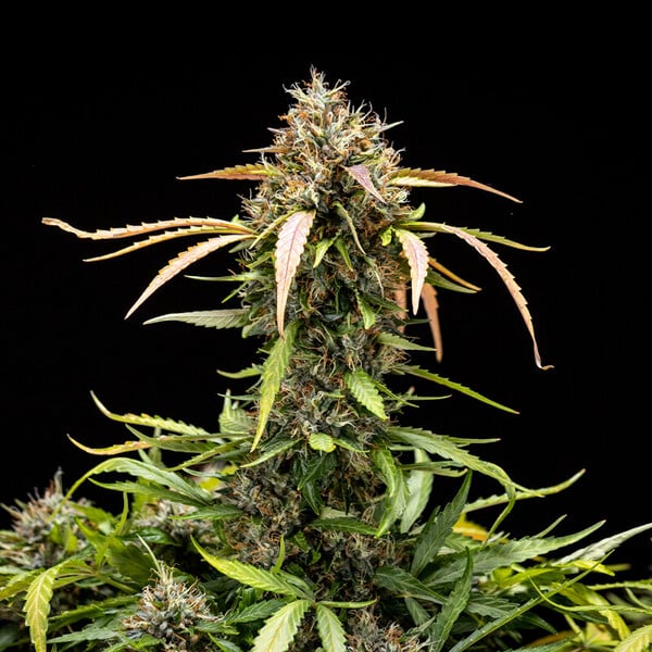 Royal Queen Seeds Semințe de canabis North Thunderfuck Auto