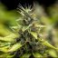 Royal Queen Seeds Seminte de canabis Royal Runtz Auto