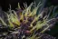 Fast Buds Cannabis Seeds Crystal Meth Auto