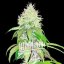 Blimburn Seeds Semi di Cannabis Lambs Bread Femminizzati