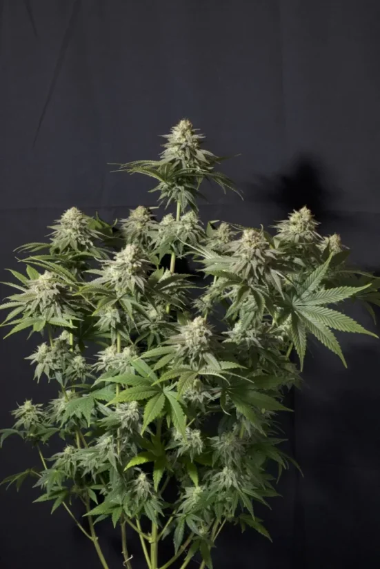 Fast Buds Sjemenke konoplje Orange Sherbet FF